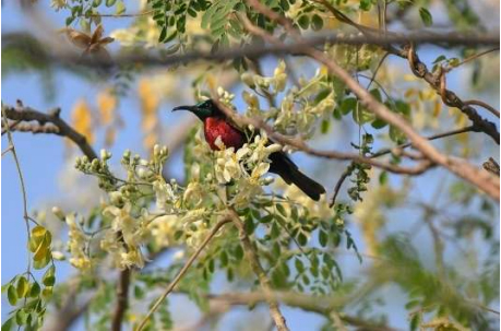 Scarlet-chested Sunbird 